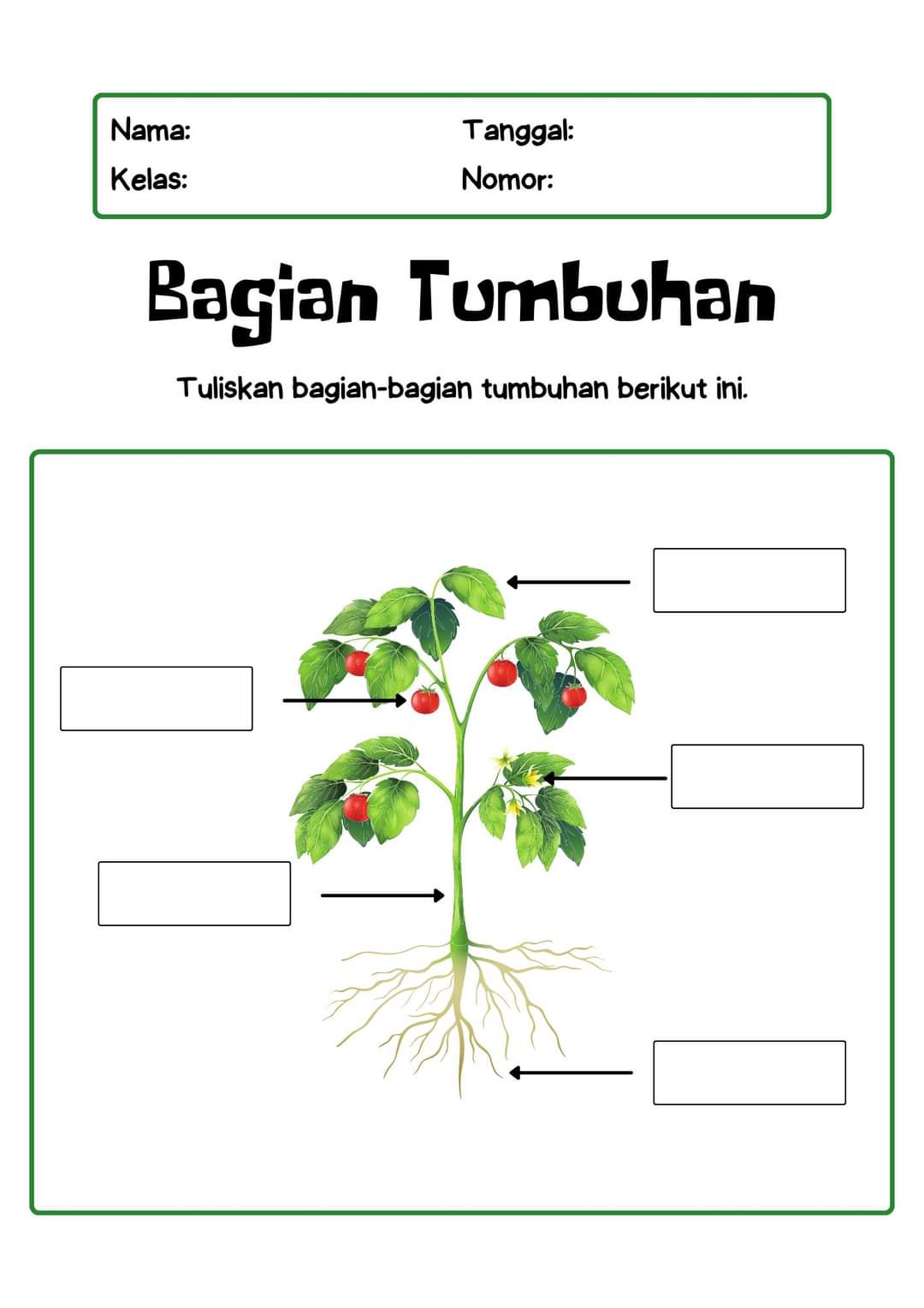 Bagian Tumbuhan 2